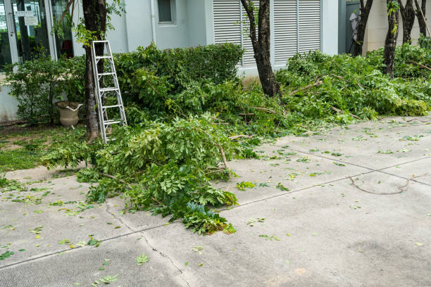 Best Hedge Trimming  in Norwich, NY